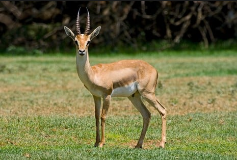 خروج روح غزالة بشكل غريب