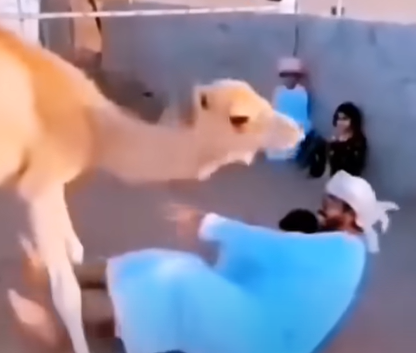 غيرة الجمل على الإنسان الذي رباه…شاهد بالفيديو