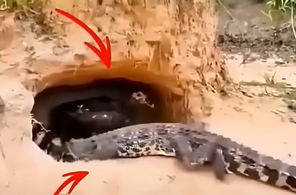 بطة تفقس بيضة تمساح وتصبح أمه البديلة….شاهد بالفيديو