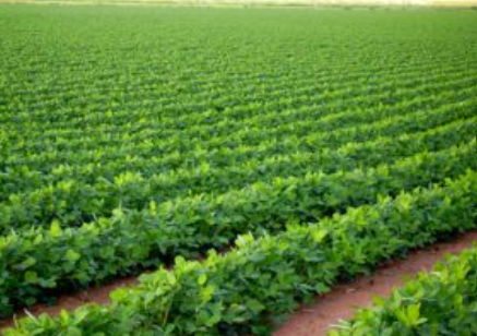 خطة وزارة الزراعة للنهوض بالقطاع الزراعي في مصر