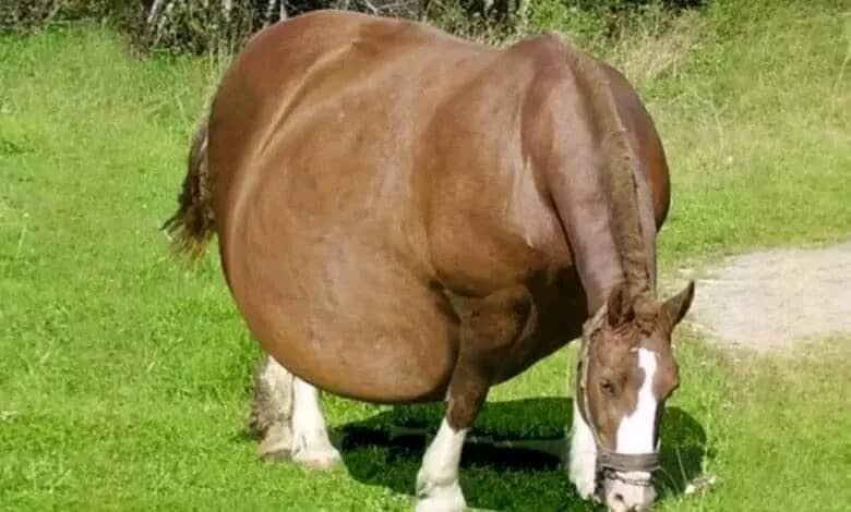 السرّ في بطن فيليسيا