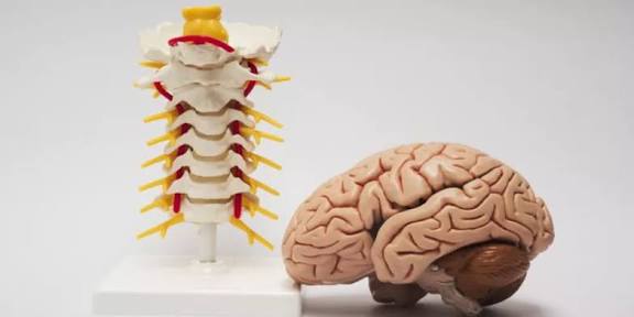 قوة من رحم الضعف: أطفال يواجهون الحياة بدماغ غير مكتمله