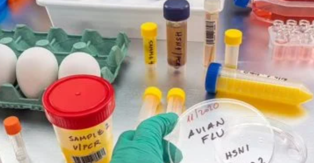 لقاح تجريبي جديد يحمي من جميع سلالات إنفلونزا الطيور